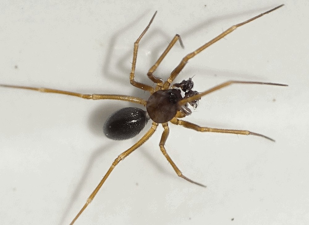 Diplostyla_concolor-4.jpg