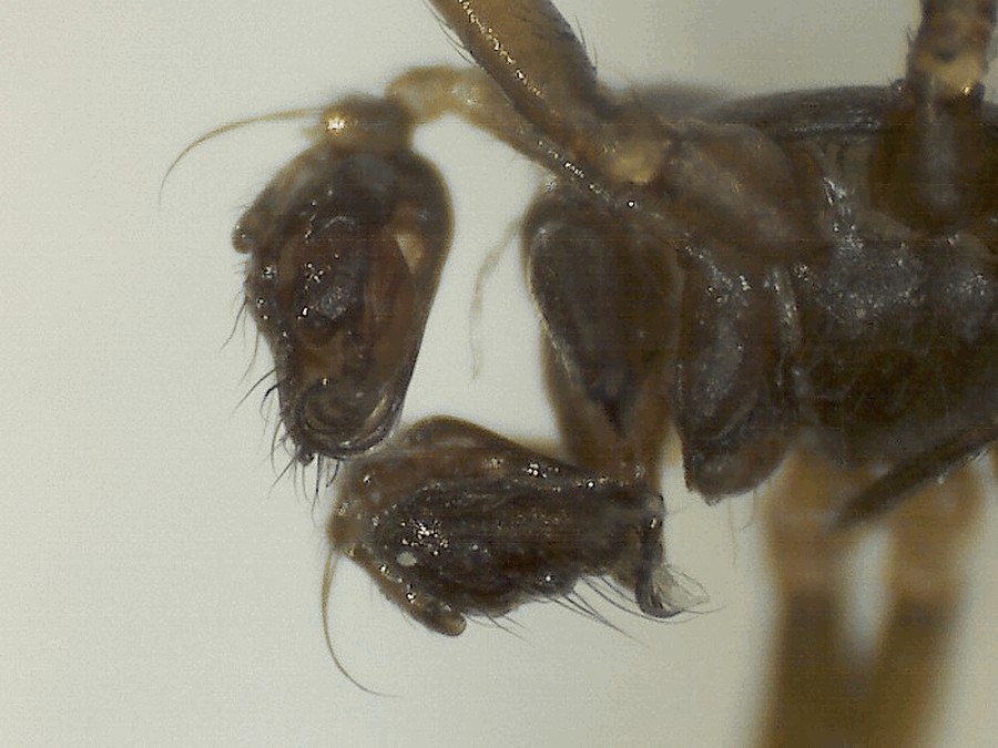 Diplostyla_concolor-5.jpg