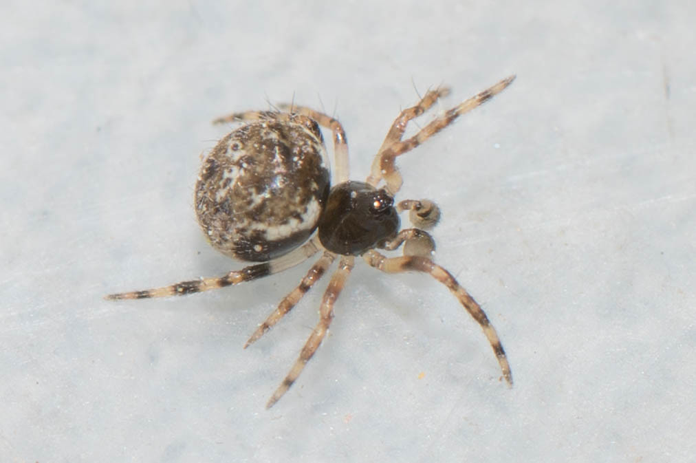 Dipoena_melanogaster-2.jpg