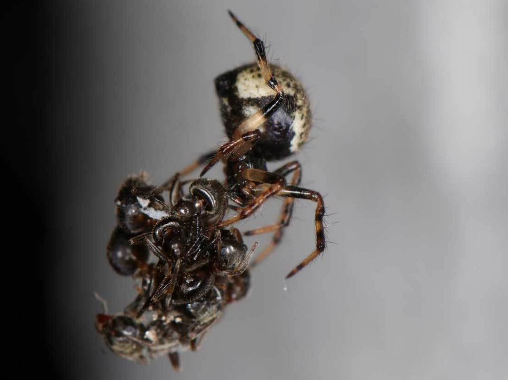 Dipoena_melanogaster-3.jpg