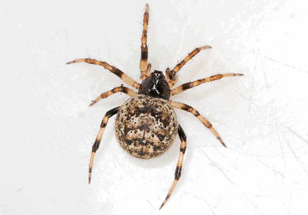 Dipoena_melanogaster-4.jpg