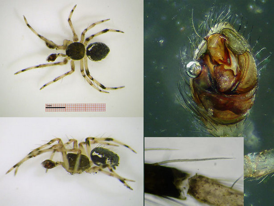Dipoena_melanogaster-5.jpg