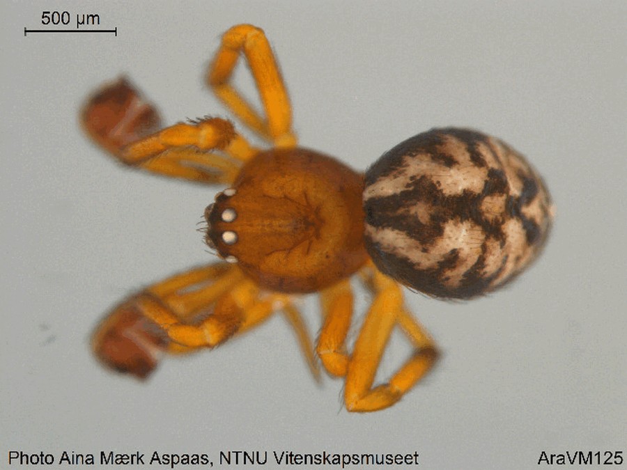 Dipoena_nigroreticulata-1a.jpg