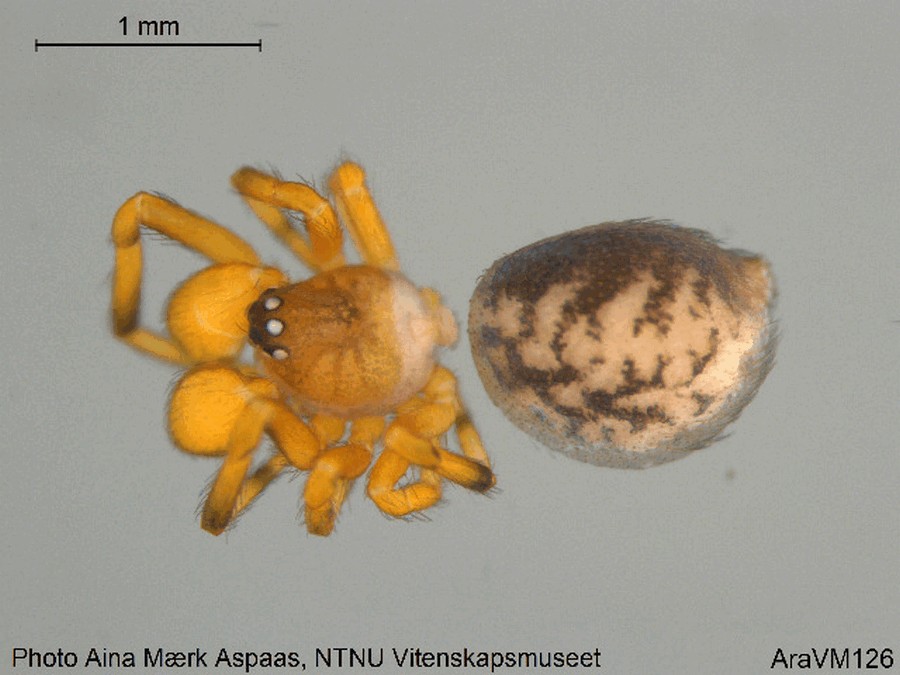 Dipoena_nigroreticulata-2a.jpg