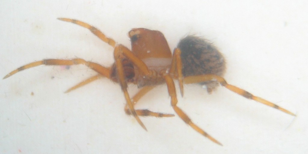 Dipoena_nigroreticulata-3.jpg