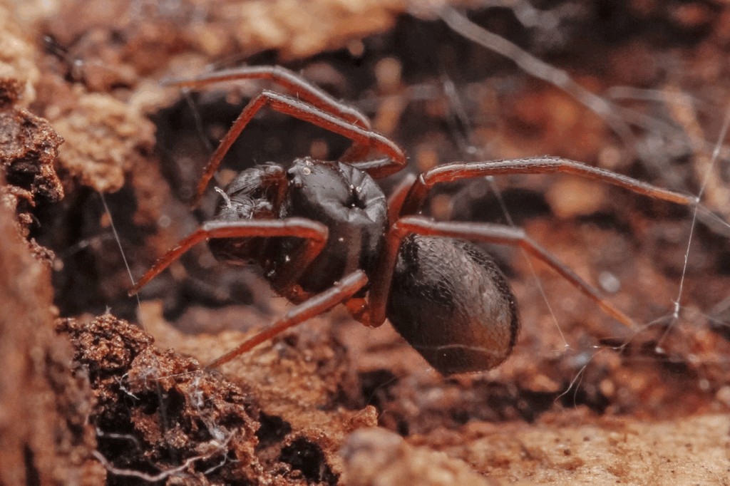 Dipoena_torva-1.jpg