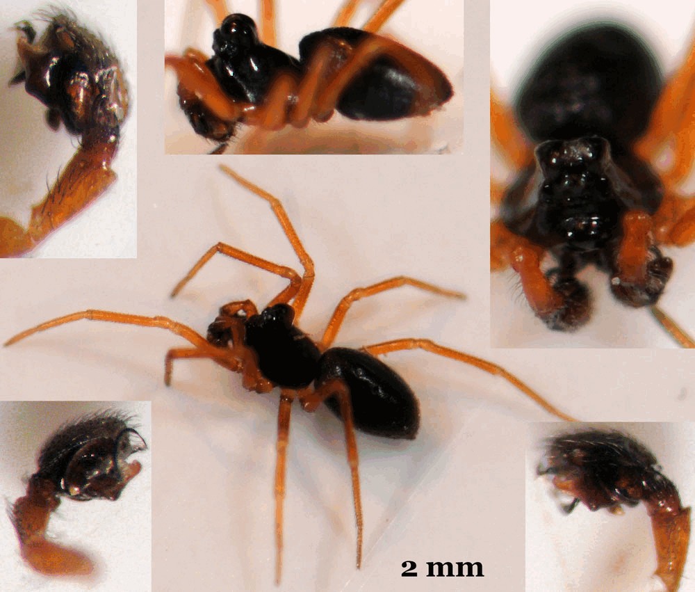 Dismodicus_bifrons-2.jpg