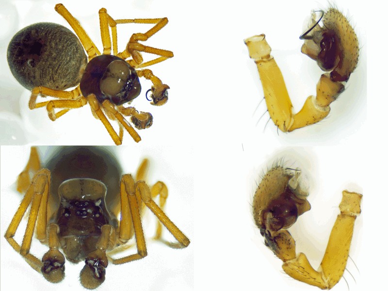 Dismodicus_bifrons-3.jpg