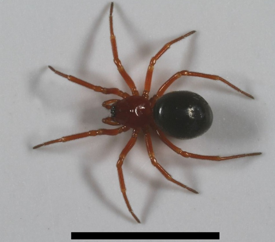 Dismodicus_elevatus-1.jpg