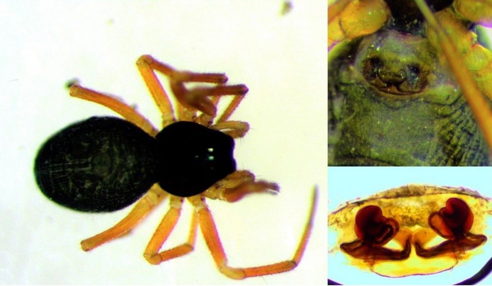 Dismodicus_elevatus-3.jpg