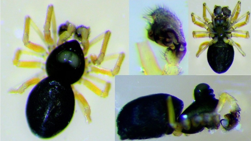 Dismodicus_elevatus-4.jpg