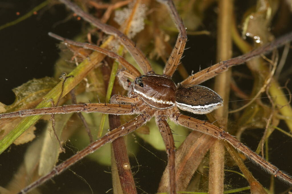 Dolomedes_fimbriatus-1.jpg