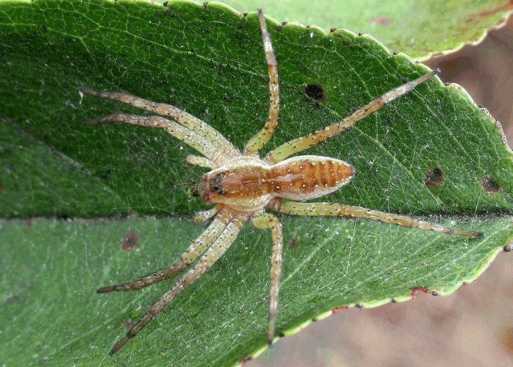 Dolomedes_fimbriatus-4.jpg