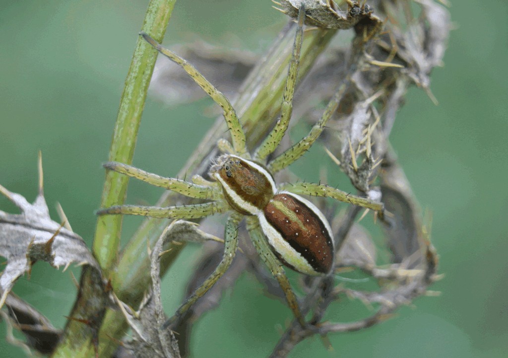 Dolomedes_fimbriatus-5.jpg