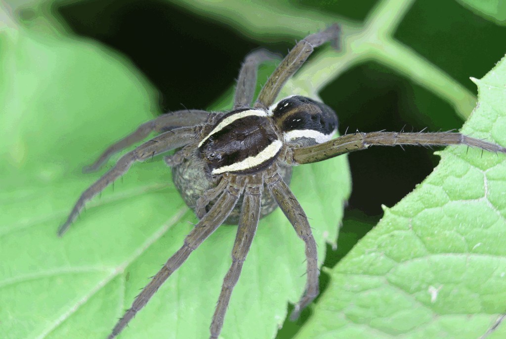 Dolomedes_fimbriatus-6.jpg