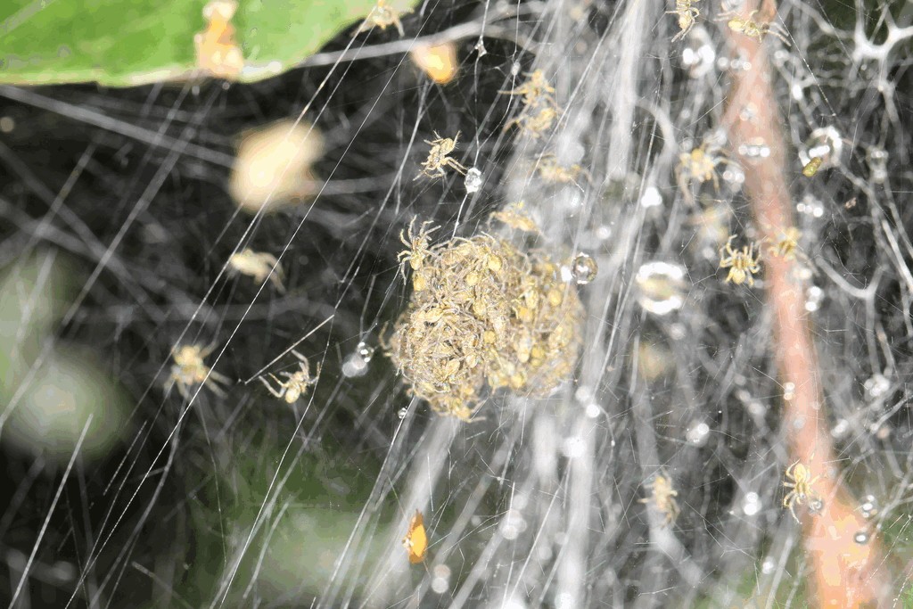 Dolomedes_fimbriatus-7.jpg
