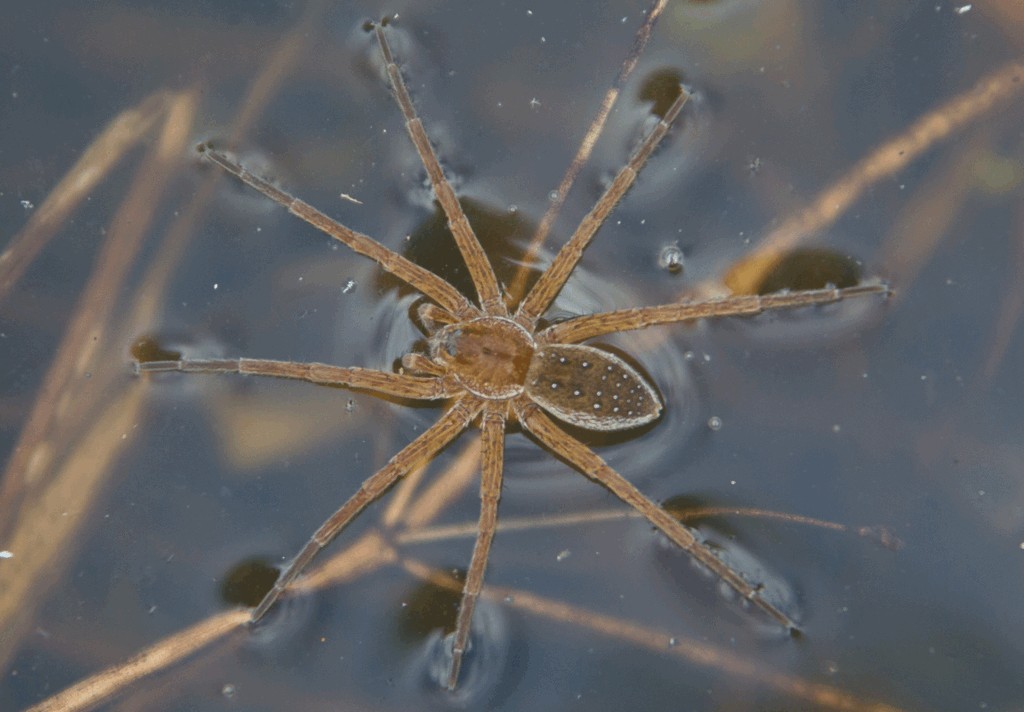 Dolomedes_plantarius-0.jpg