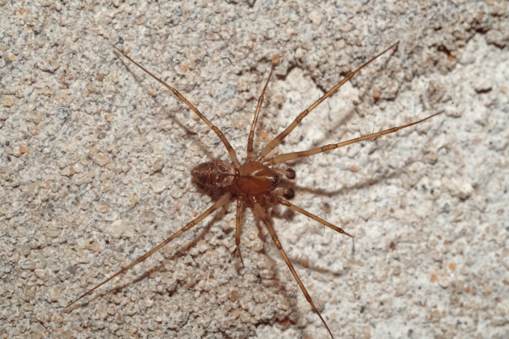 Drapetisca_socialis-5.jpg