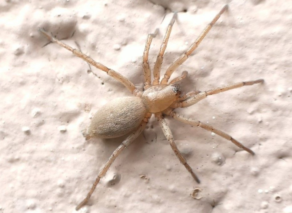 Drassodes_pubescens-1.jpg