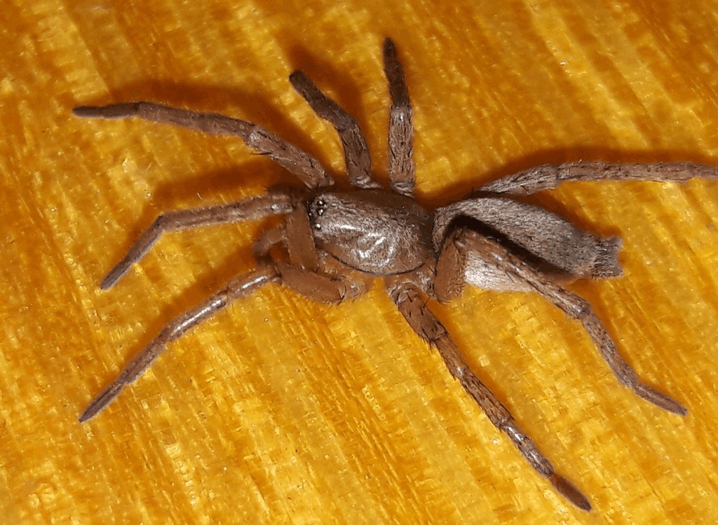 Drassodes_pubescens-2.jpg