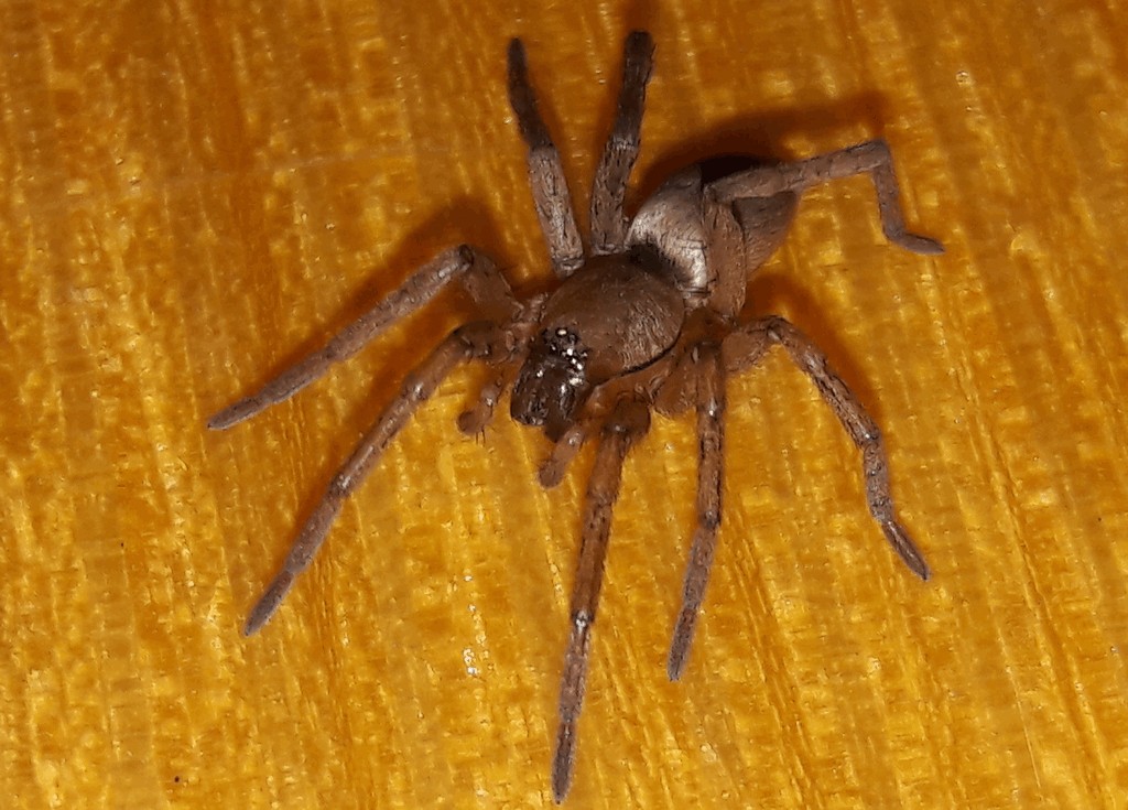 Drassodes_pubescens-3.jpg