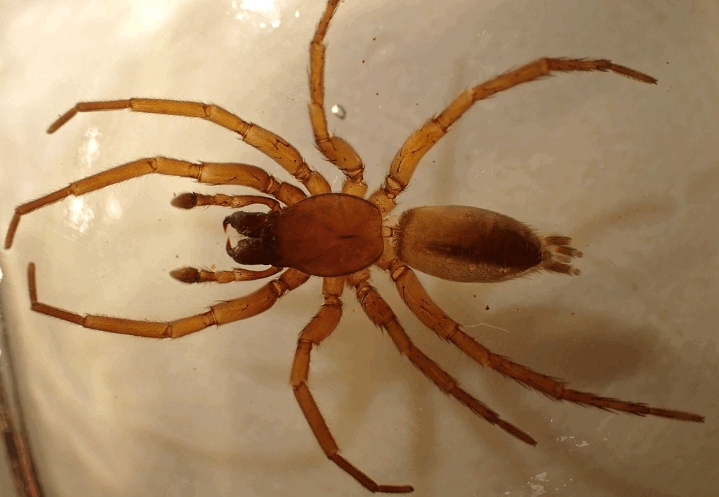 Drassodes_pubescens-4.jpg