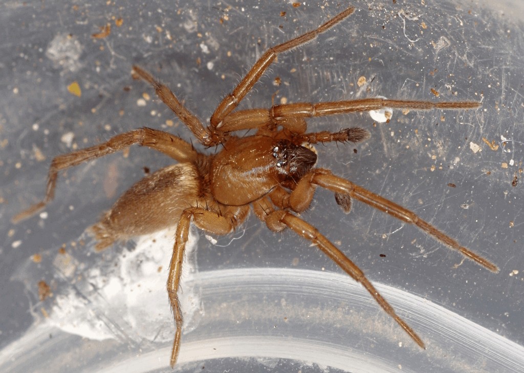 Drassodes_pubescens-5.jpg