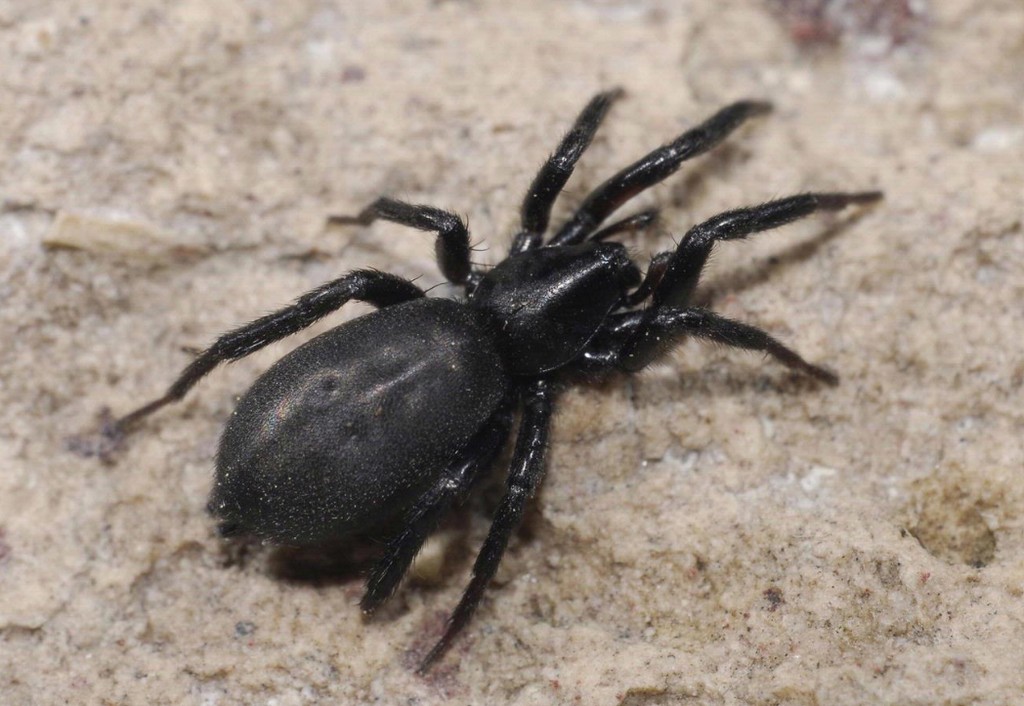 Drassyllus_lutetianus-0.jpg