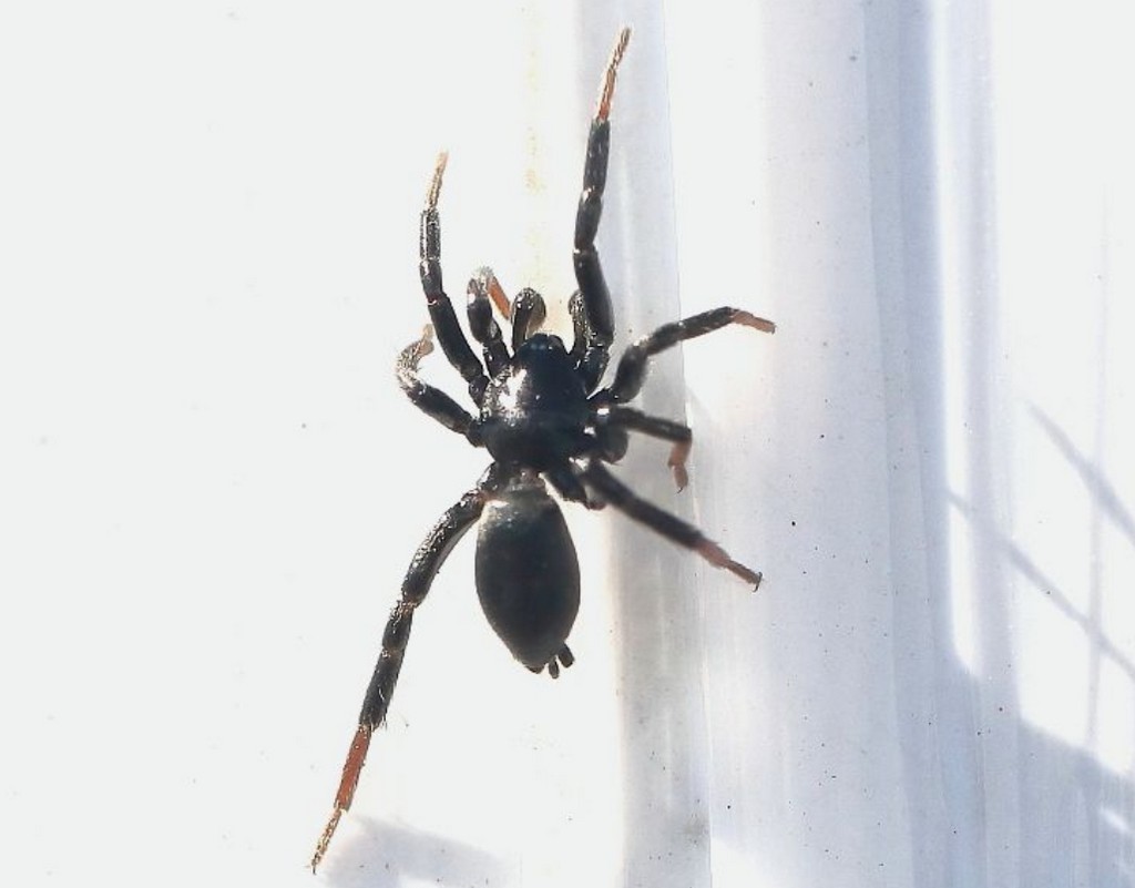 Drassyllus_lutetianus-1.jpg