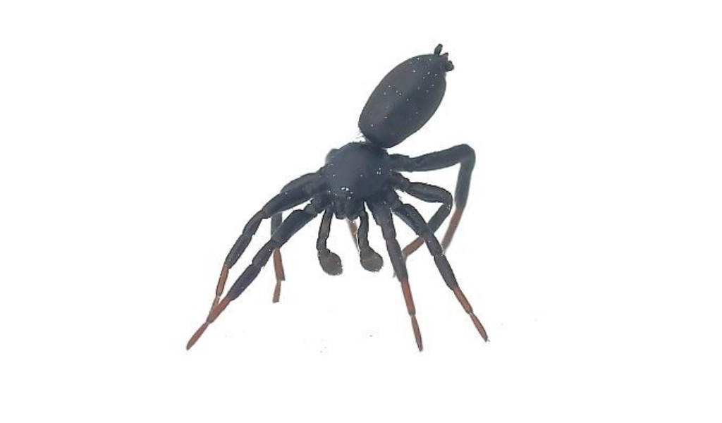 Drassyllus_lutetianus-2.jpg