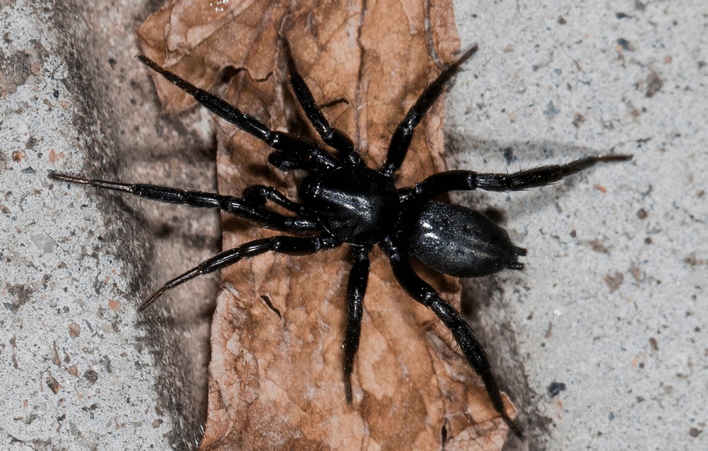 Drassyllus_praeficus-1.jpg