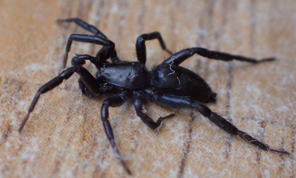 Drassyllus_praeficus-4.jpg