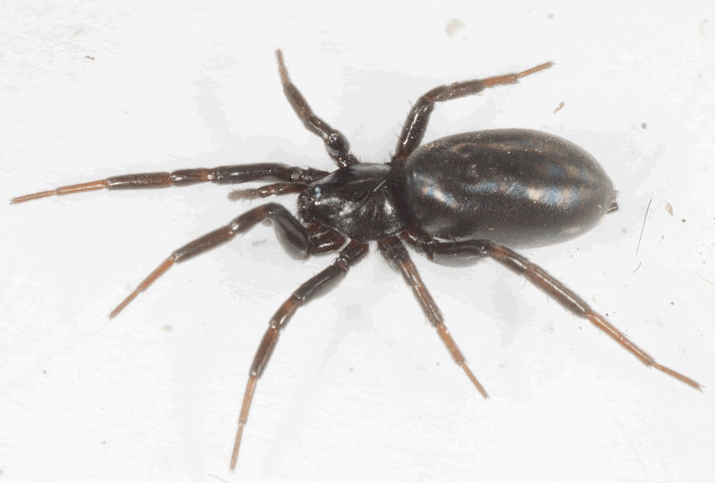Drassyllus_praeficus-5.jpg