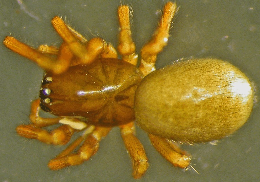Drepanotylus_uncatus-1.jpg