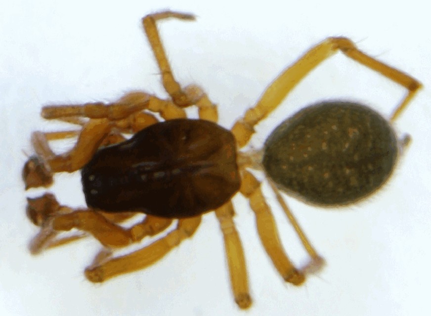 Drepanotylus_uncatus-2.jpg