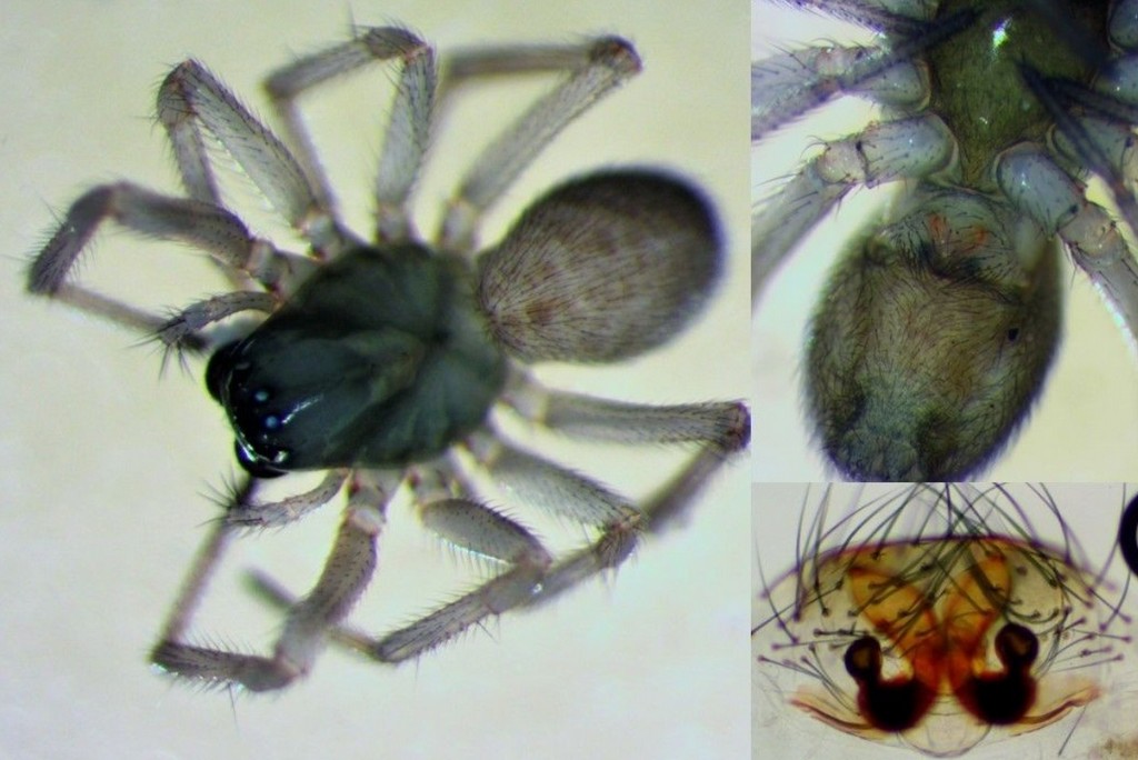 Drepanotylus_uncatus-3.jpg