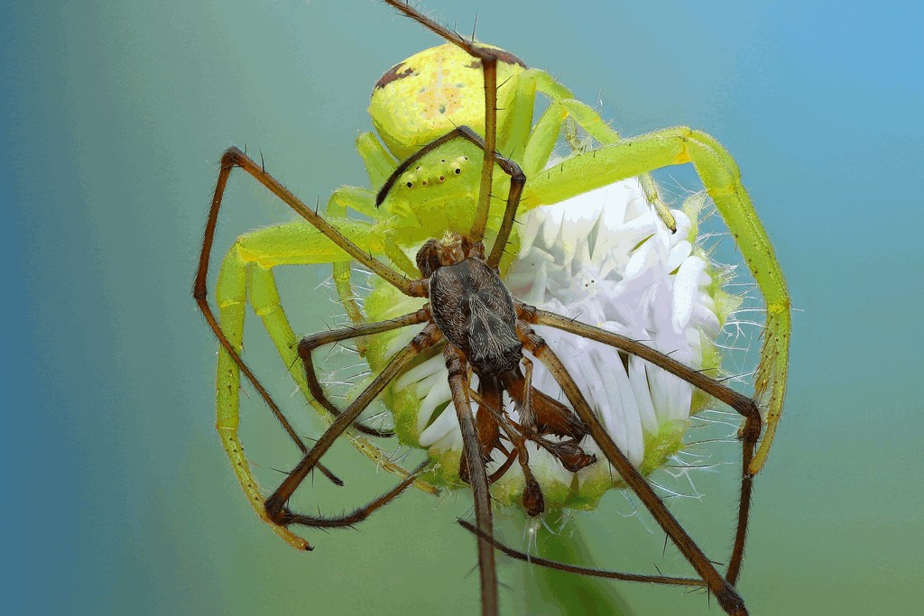 Ebrechtella_tricuspidata-2.jpg