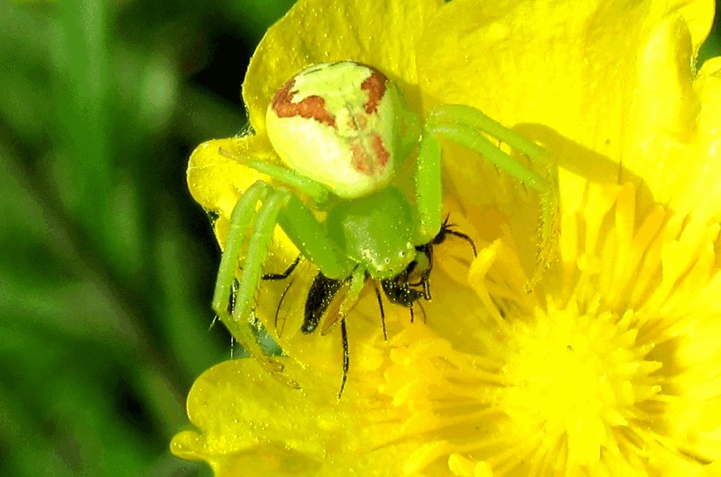 Ebrechtella_tricuspidata-3.jpg