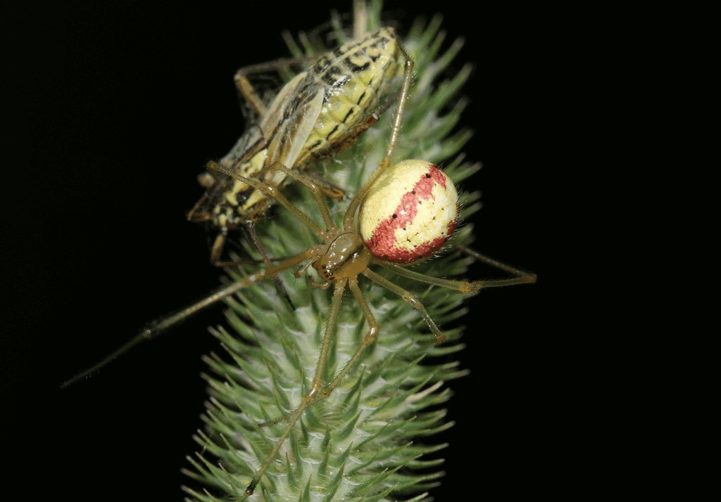 Enoplognatha_latimana-1.jpg