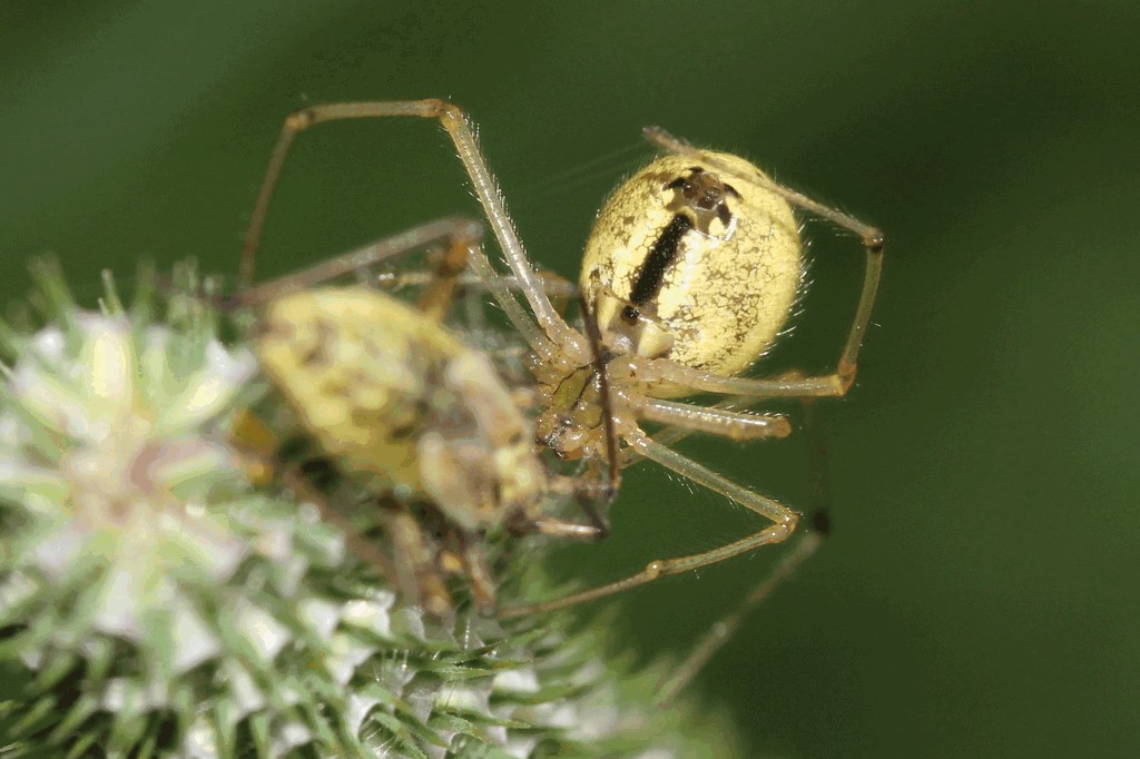 Enoplognatha_latimana-2.jpg
