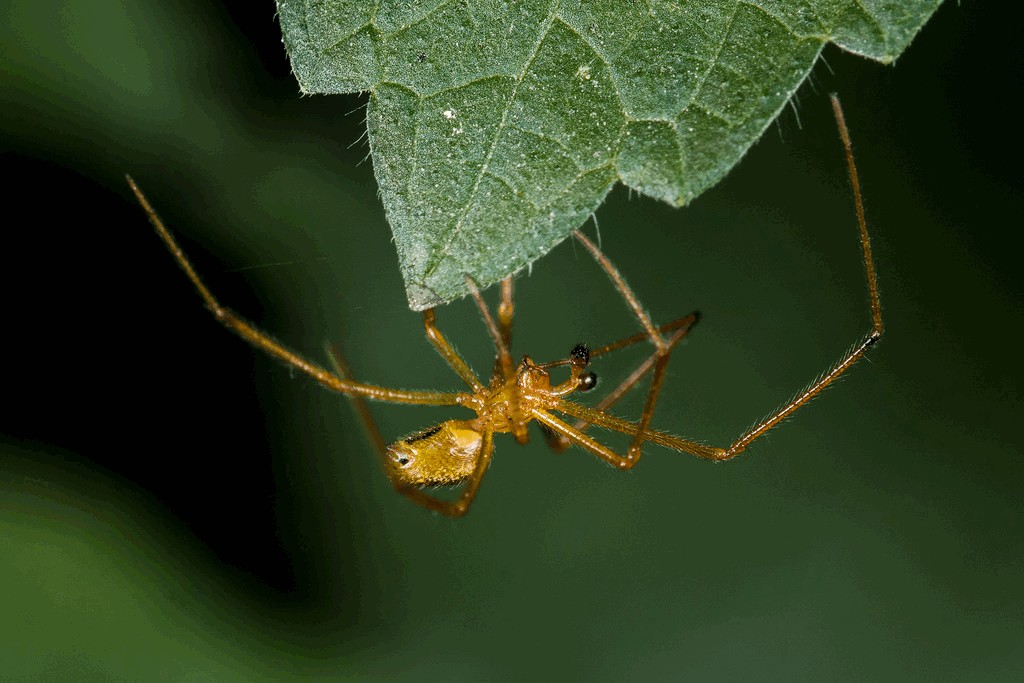 Enoplognatha_latimana-3.jpg
