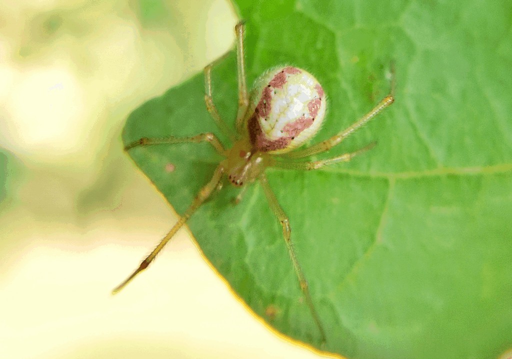 Enoplognatha_latimana-4.jpg