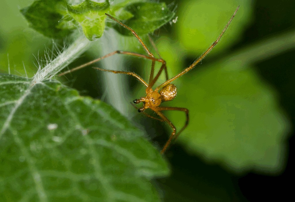Enoplognatha_latimana-5.jpg