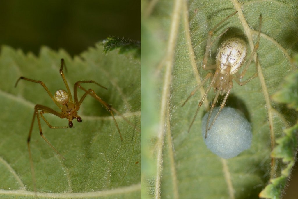 Enoplognatha_latimana-6.jpg