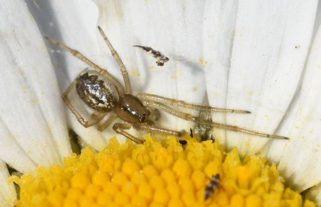 Enoplognatha_mordax-1.jpg