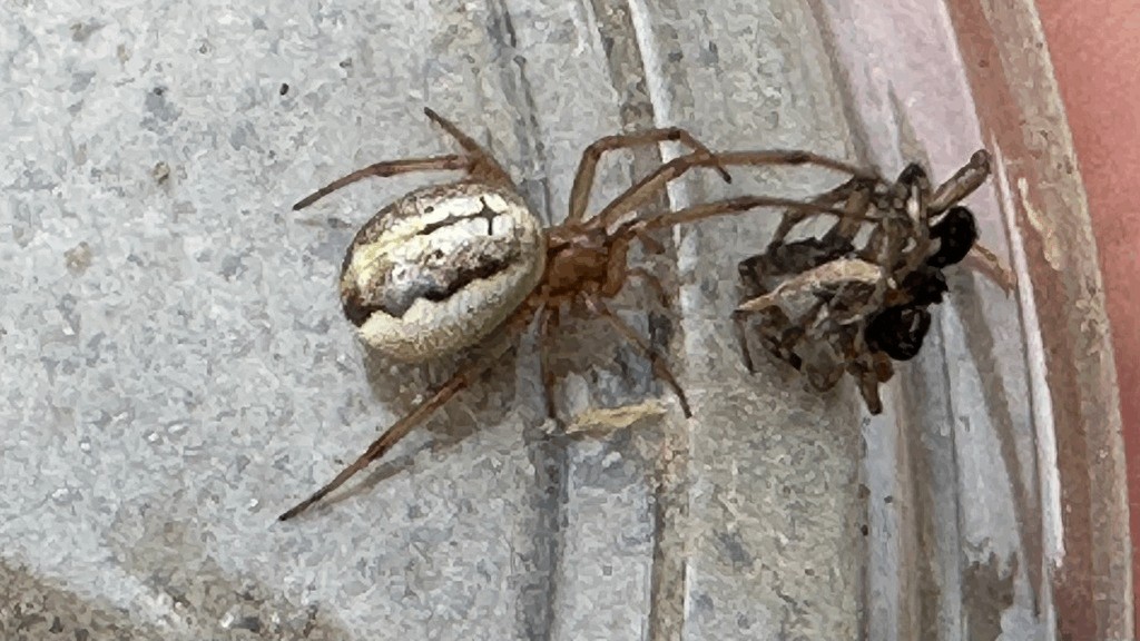 Enoplognatha_mordax-2.jpg