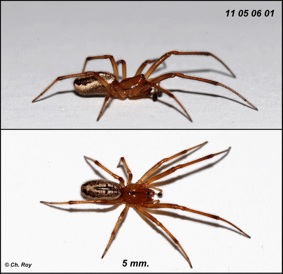 Enoplognatha_mordax-3.jpg