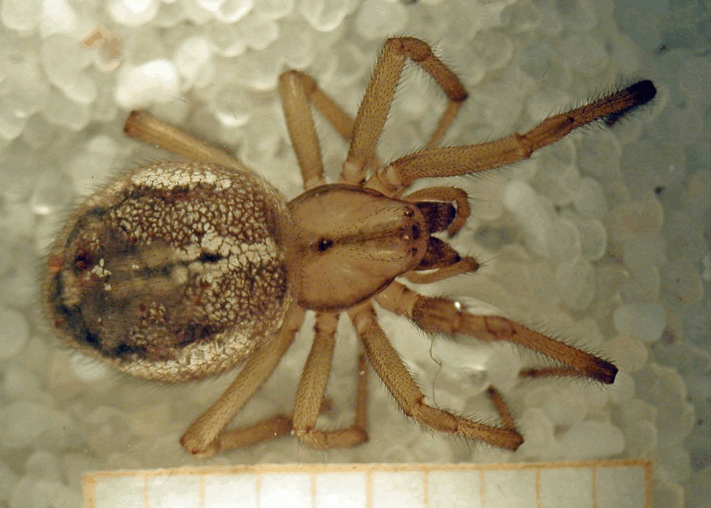 Enoplognatha_mordax-4.jpg