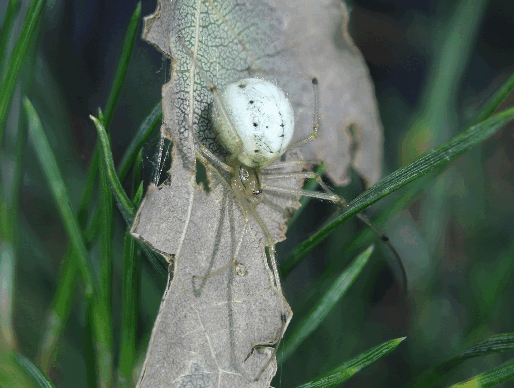 Enoplognatha_ovata-1.jpg