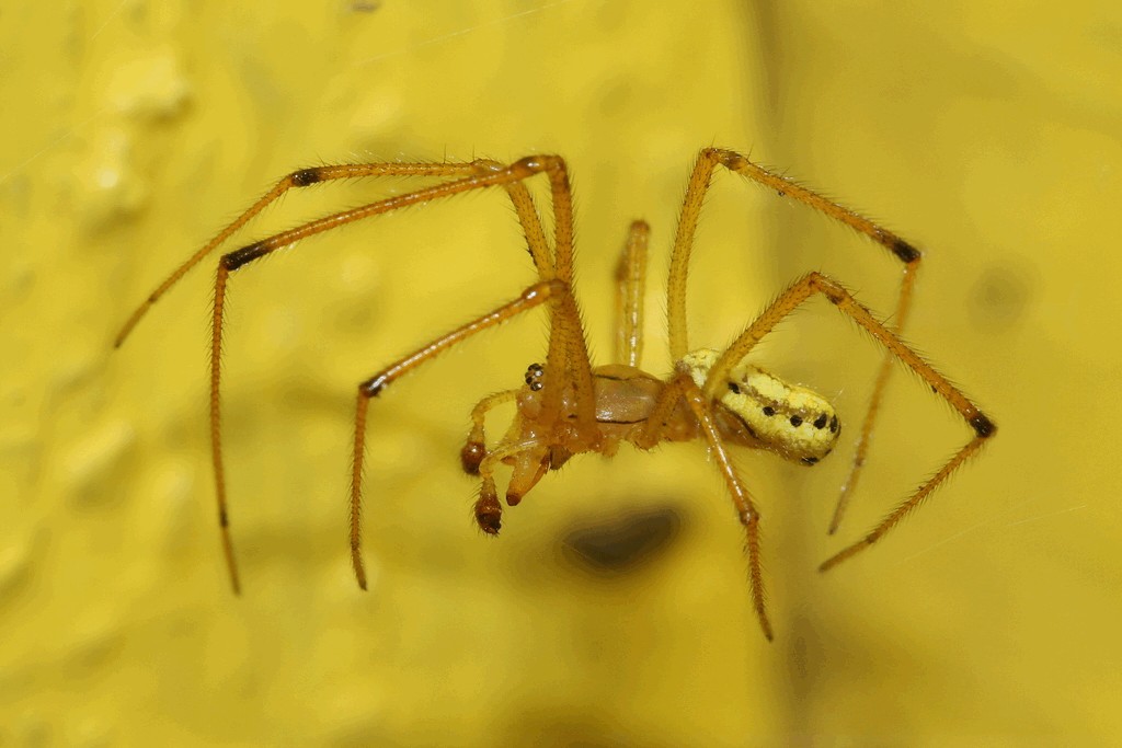Enoplognatha_ovata-2.jpg